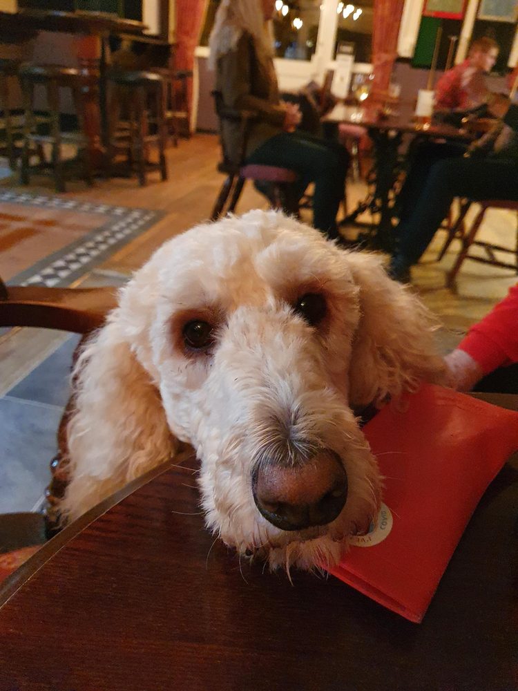 White cockapoo dog looking at the camera from inside the warm pub