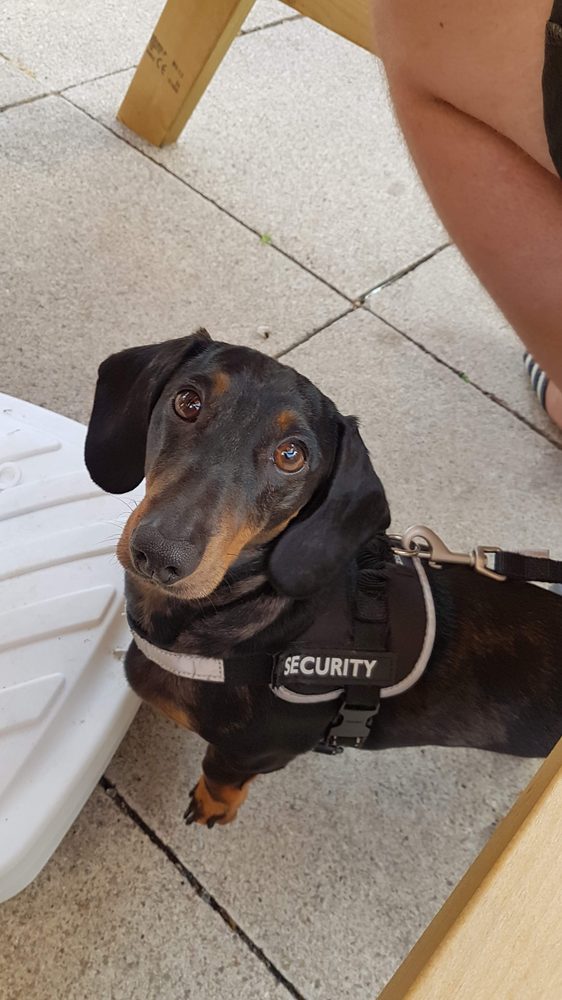 Dachshund wearing a Security harness in the beer garden